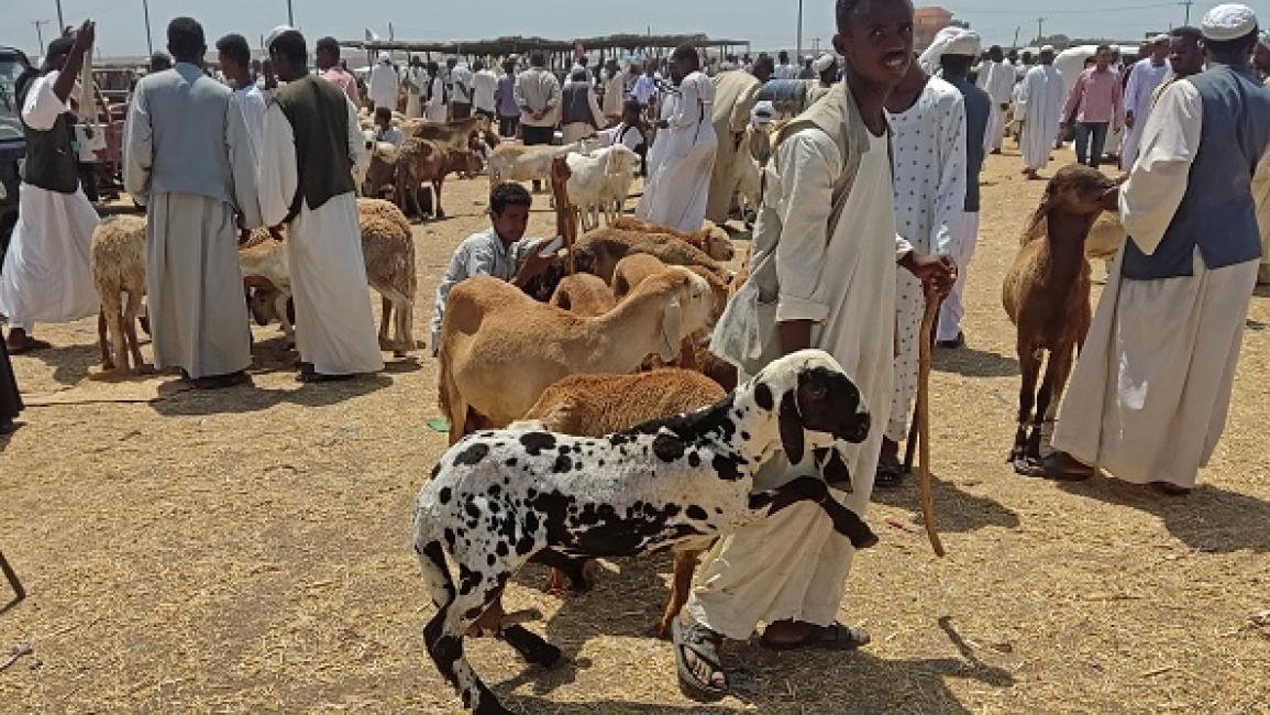 الأبيض تحتضن سوق ضخمة للماشية والمحاصيل
