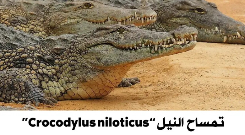 تمساح النيل - أرشيفية