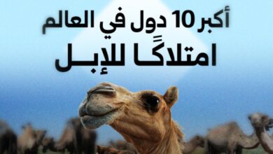 4 دول عربية ضمن أكبر 10 دول في العالم امتلاكًا للإبل
