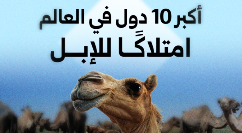 4 دول عربية ضمن أكبر 10 دول في العالم امتلاكًا للإبل